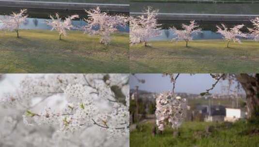 武汉樱花花开花瓣飘落樱花爱情春天日本樱花高清在线视频素材下载