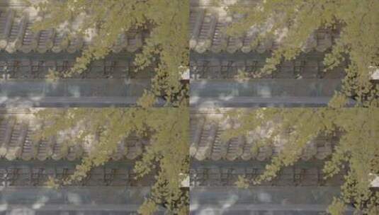 故宫秋景 紫禁城秋天 北京秋天空镜头高清在线视频素材下载