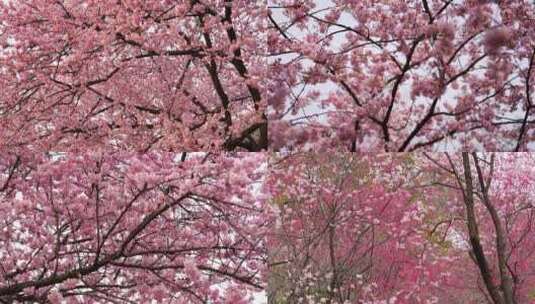 武汉东湖樱花园粉色樱花技头移动汇总高清在线视频素材下载