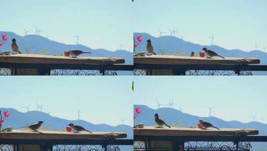 福建漳州房地产住户阳台上吃米的鸟高清在线视频素材下载