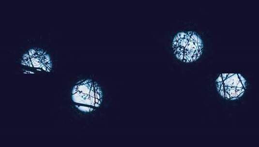 移动的月光透过树枝高清在线视频素材下载