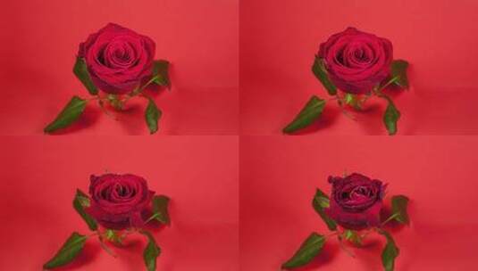 延时摄像红玫瑰枯萎高清在线视频素材下载
