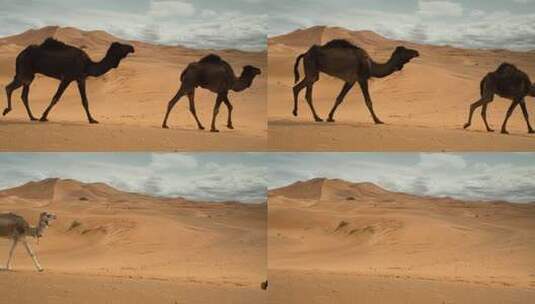 沙漠行走的骆驼高清在线视频素材下载