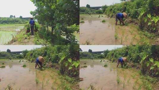 农民在插秧高清在线视频素材下载