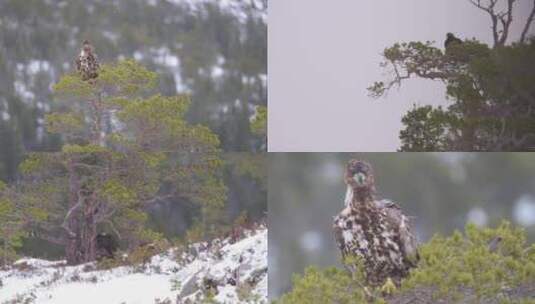雄鹰冬季树梢站立巡视高清在线视频素材下载