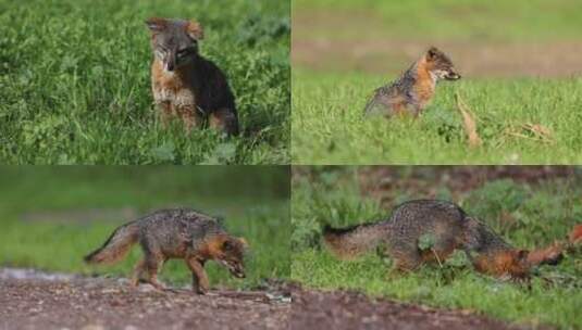 狐狸野外草地晒太阳觅食夏日阳光高清在线视频素材下载