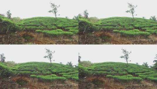 摇摄茶园里一片绿油油的茶树高清在线视频素材下载