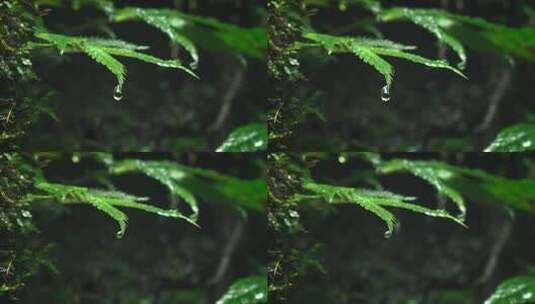 下雨天的绿叶高清在线视频素材下载