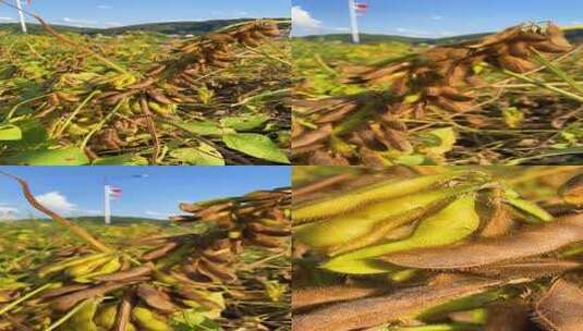 秋季成熟的大豆高清在线视频素材下载