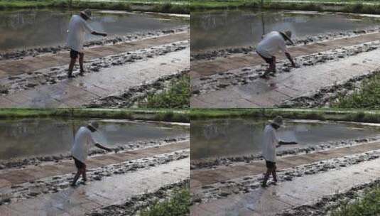 农民撒播水稻种子春天立春雨水芒种小满稻谷高清在线视频素材下载