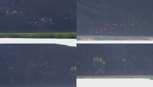 一群起飞起鸟儿（内蒙古）高清在线视频素材下载