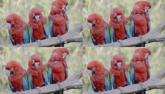 三只鹦鹉站在树枝上高清在线视频素材下载