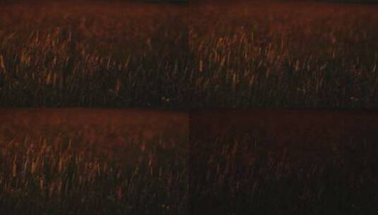 夕阳下的草随风摇摆傍晚时分秋天风景高清在线视频素材下载