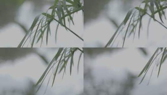 伞竹棕榈叶高清在线视频素材下载