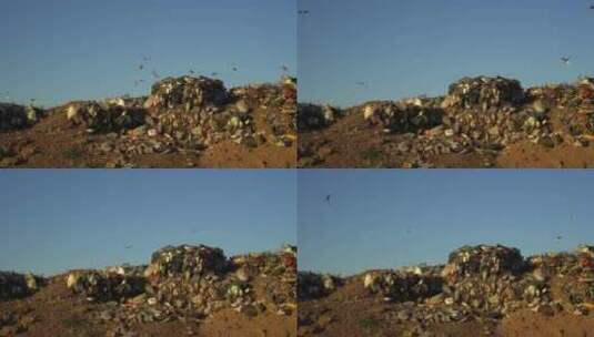 海鸥飞越垃圾场上的垃圾高清在线视频素材下载