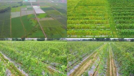 绿色农副产品瓜果产业园 农副产品基地高清在线视频素材下载