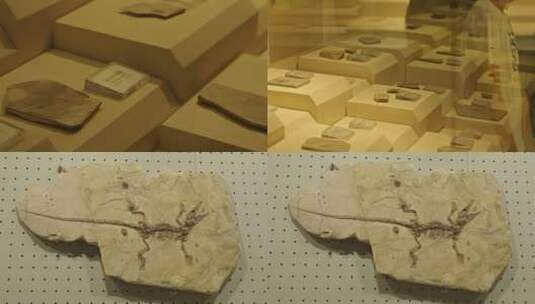 古生物博物馆里展出的史前动植物化石高清在线视频素材下载