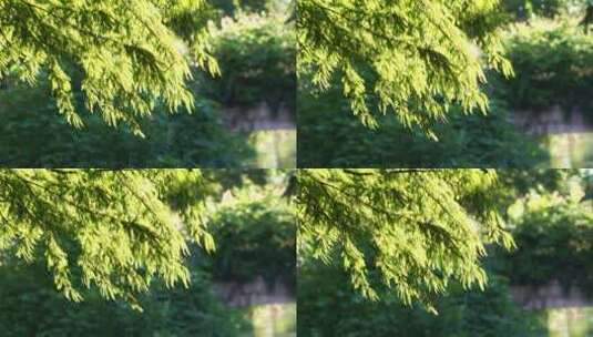 阳光下的树丛随风摆动 唯美空镜高清在线视频素材下载