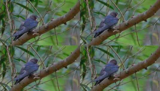 树枝上睡觉的小鸟高清在线视频素材下载