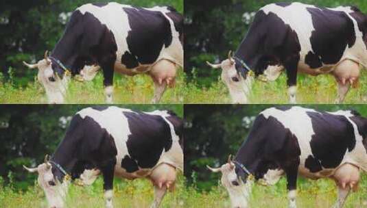 吃草的奶牛高清在线视频素材下载