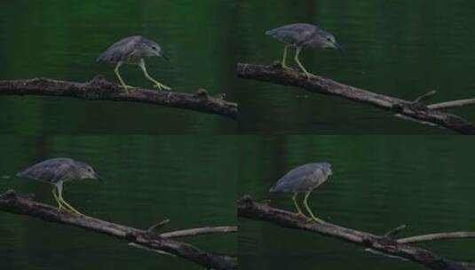 池塘 湖面 树桩 夜鹭 池鹭 鹭鸟高清在线视频素材下载