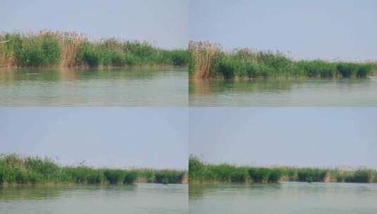 宁夏石嘴山沙湖旅游景区湿地水鸟栖息地高清在线视频素材下载