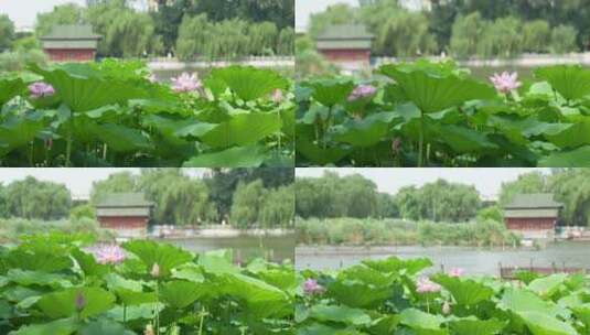 移镜拍摄济南大明湖风景名胜区夏季风光高清在线视频素材下载