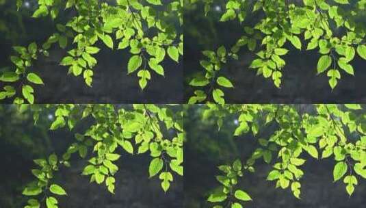 4K唯美逆光阳光夏天植物空镜意境实拍视频高清在线视频素材下载
