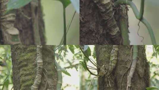 云南W普洱树木高清在线视频素材下载