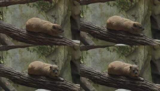 趴在树干上的幼崽动物高清在线视频素材下载