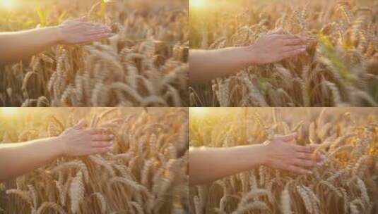 小麦成熟用手抚摸高清在线视频素材下载