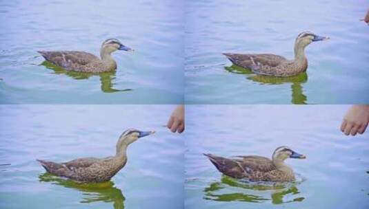 西湖鸭子喂食高清在线视频素材下载