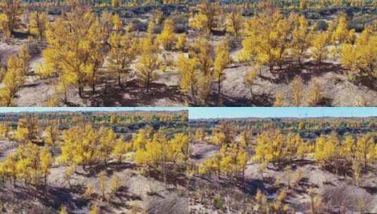 陕北杨树林 防护林秋景高清在线视频素材下载