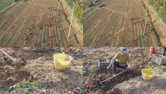 农民人工挖地黄田地北方土地地黄生高清在线视频素材下载