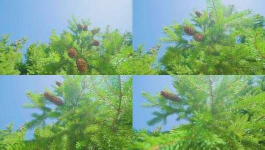 松树松果逆光拍摄高清在线视频素材下载