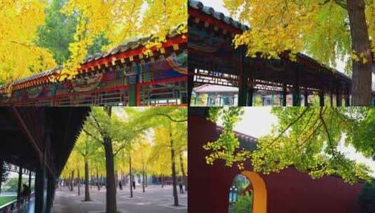 北京中山公园银杏季节高清在线视频素材下载
