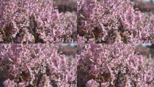 景观树桃花公园观赏树桃花高清在线视频素材下载