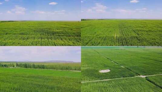 航拍农田农场玉米地4K高清在线视频素材下载