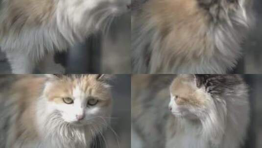 胡同的猫高清在线视频素材下载