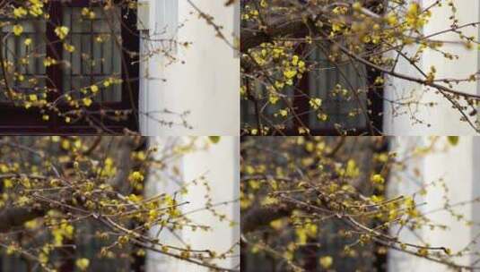 南京夫子庙瞻园古风窗前的腊梅花高清在线视频素材下载