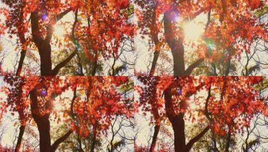 秋天阳光穿过树叶唯美红叶红枫光影慢镜头高清在线视频素材下载