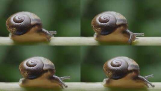 缓慢蠕行的蜗牛特写镜头高清在线视频素材下载