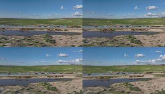 航拍呼伦贝尔草原湿地789马群转场789高清在线视频素材下载