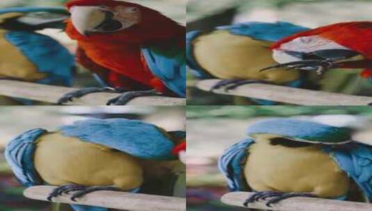 鹦鹉活动鸟类高清在线视频素材下载