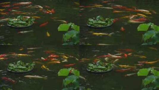 雨中鱼池锦鲤实拍高清在线视频素材下载