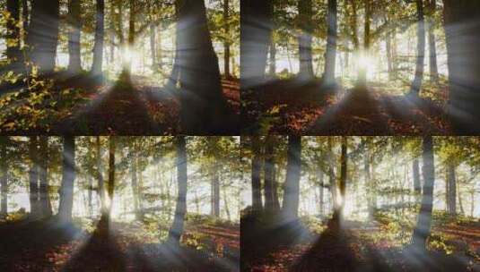 阳光穿过树林 阳光透过树叶 光线透过树林高清在线视频素材下载