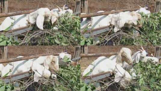 村庄里的山羊高清在线视频素材下载
