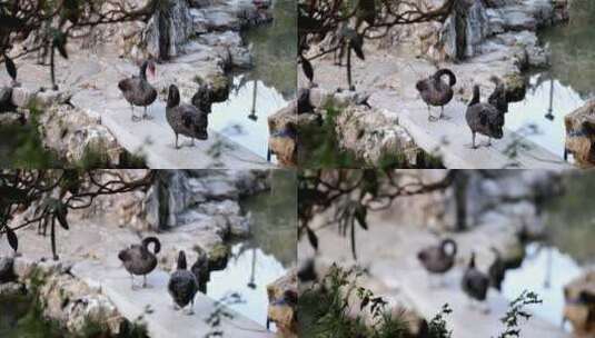江南园林瞻园池塘边整理羽毛的黑天鹅高清在线视频素材下载
