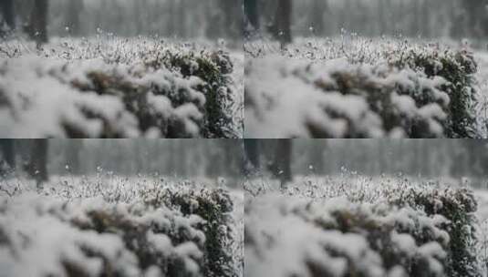 雪花特写雪景下雪天大雪纷飞白雪皑皑雪风景高清在线视频素材下载