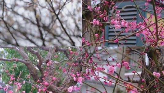 春天梅花开了风景视频素材高清在线视频素材下载